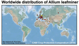 Map of Allium leafminer distribution